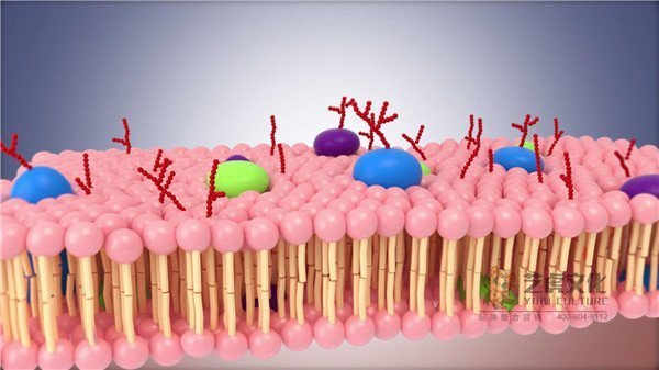 6細胞膜三維建模顯示[00_00_51][20210220-134400]