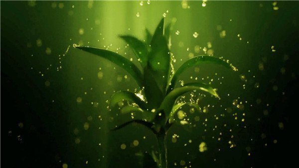 10高清影視高質量三維動畫植物[00_00_10][20210220-152152]