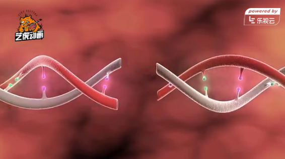 DNA突變?nèi)S醫(yī)學(xué)動(dòng)畫 DNA突變?nèi)S醫(yī)學(xué)動(dòng)畫
