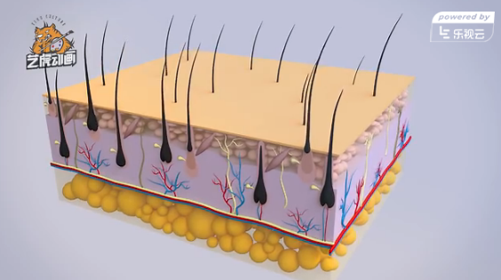 頭發醫學醫療動畫 頭發醫學醫療動畫